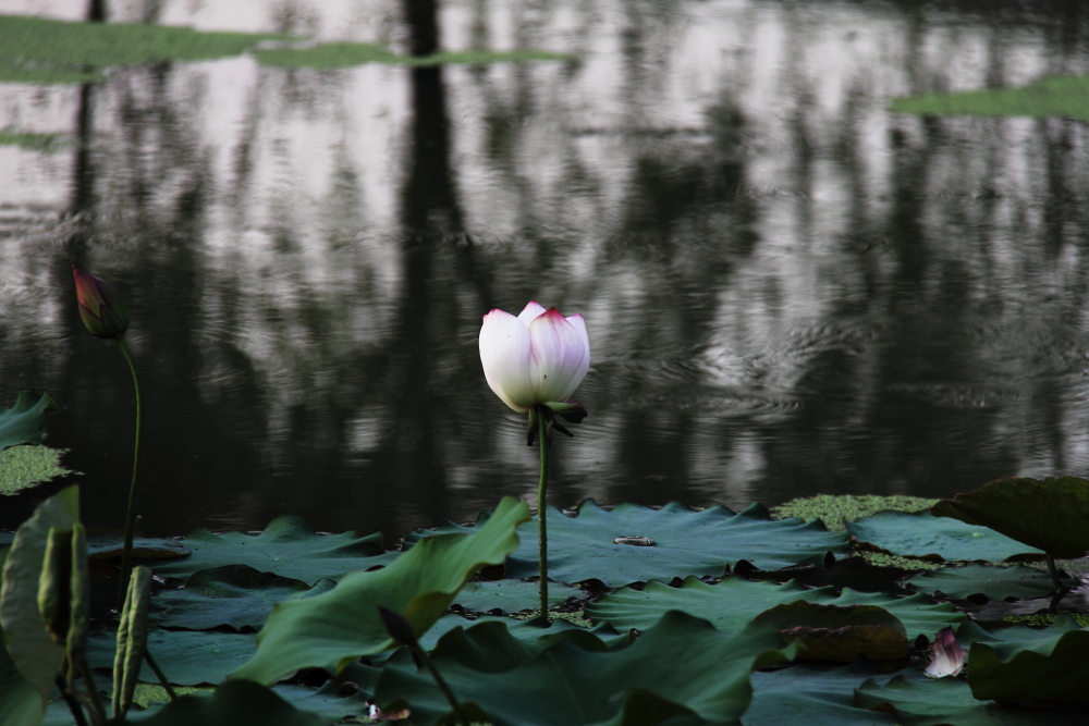 DPP_11072016.JPG