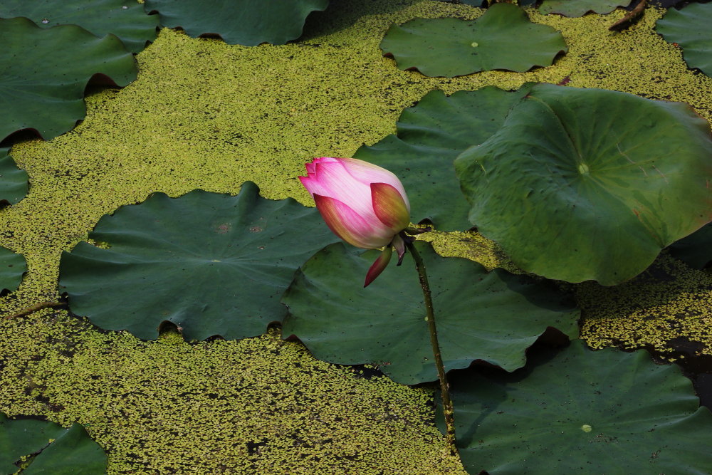 DPP_11072101.JPG