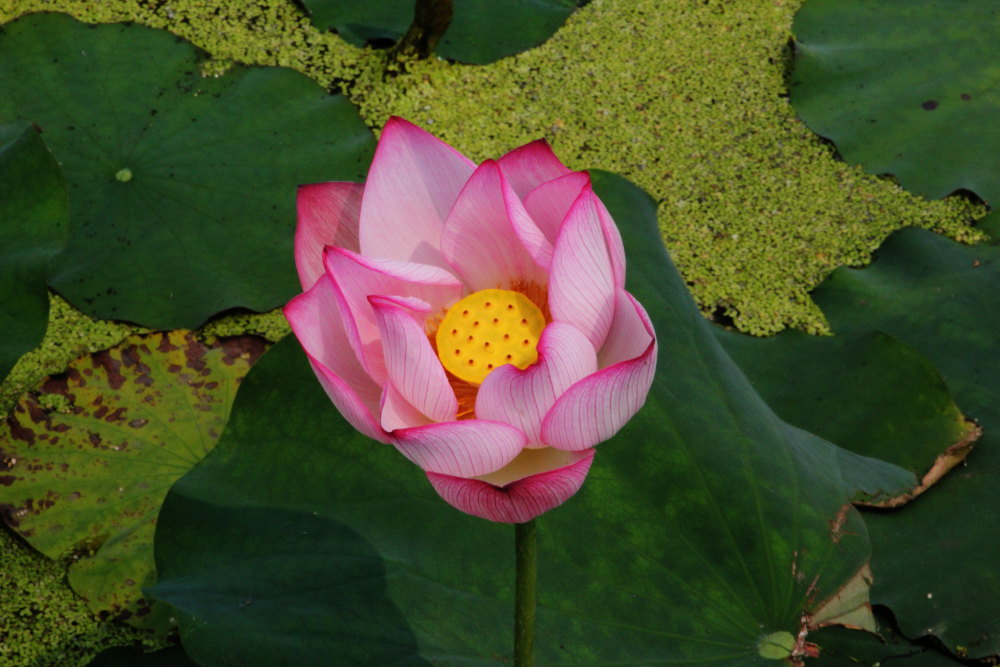 DPP_11072102.JPG