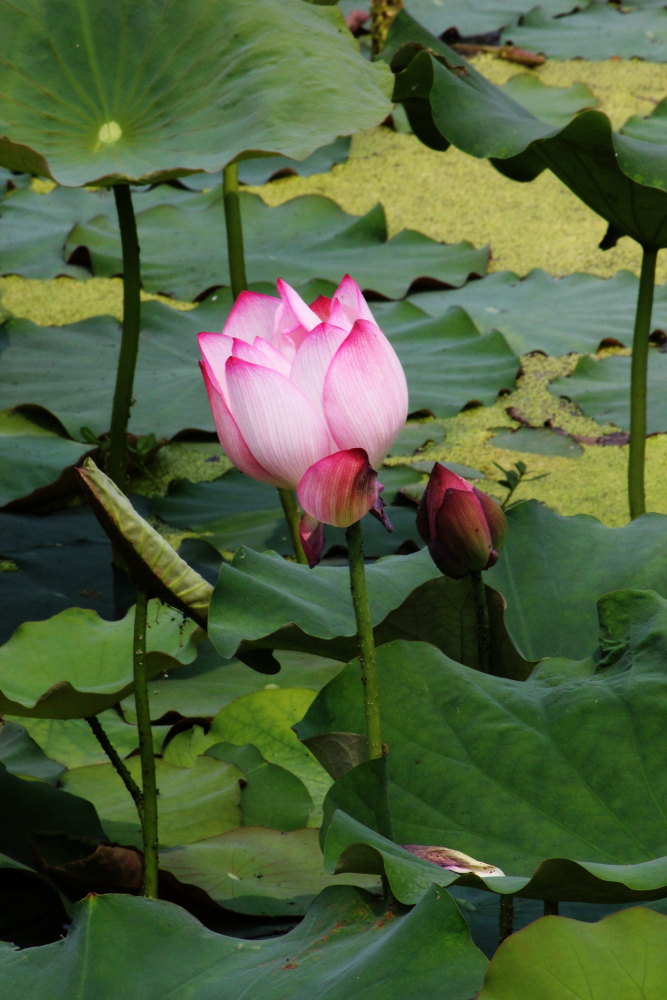 DPP_11072103.JPG