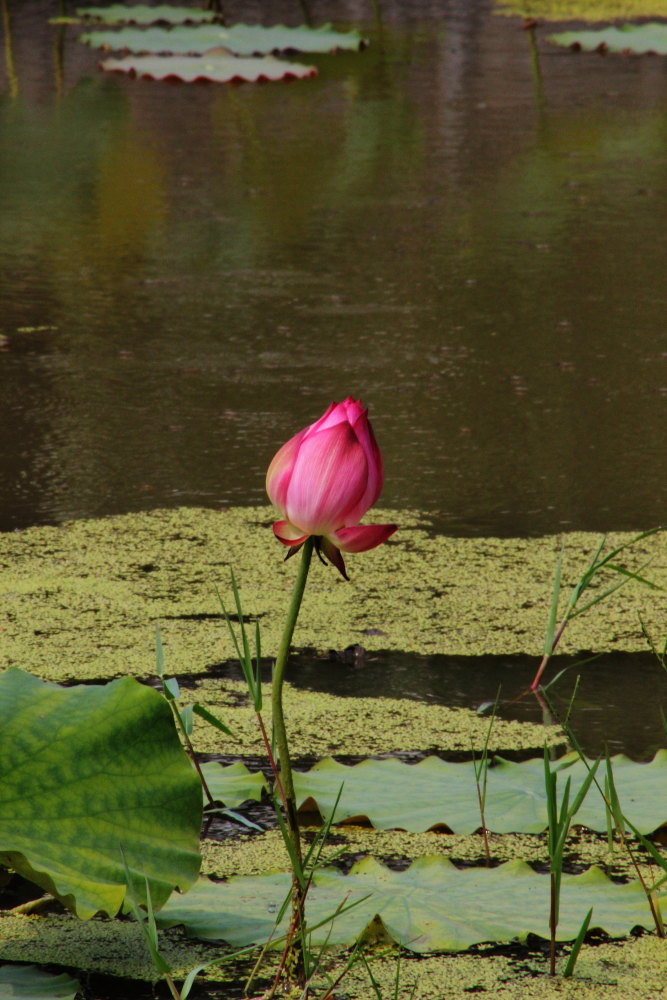DPP_11072104.JPG