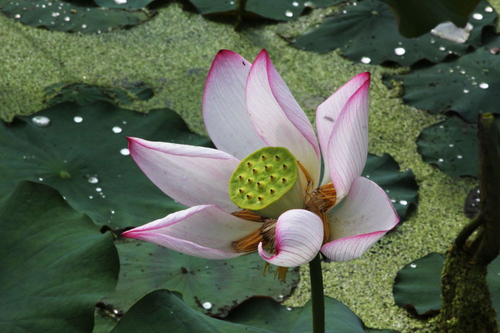 DPP_11072301.JPG