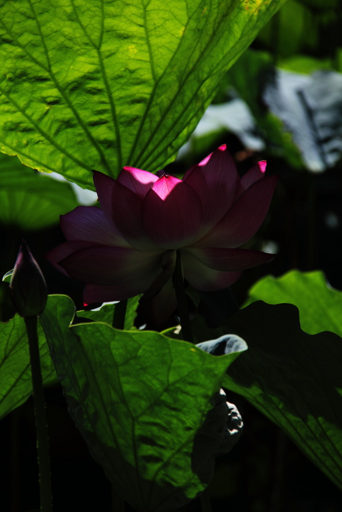 DPP_11072407.JPG