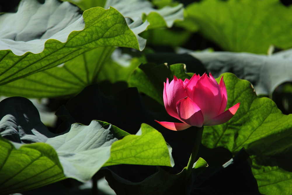 DPP_11072404.JPG