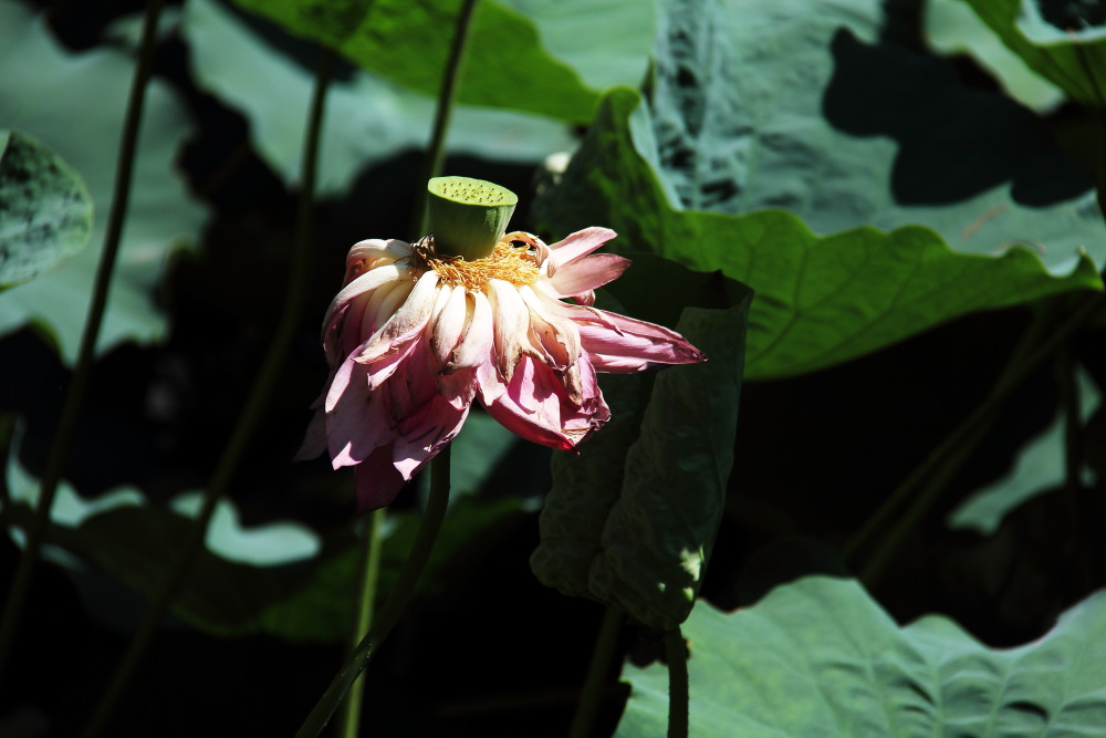 DPP_11072406.JPG