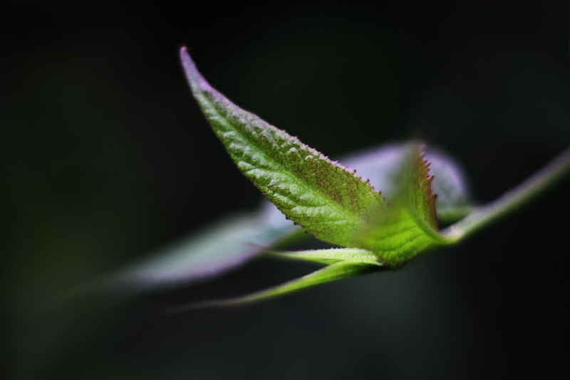 DPP_08270019.JPG