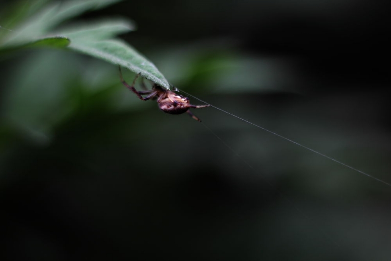 DPP_08270018.JPG