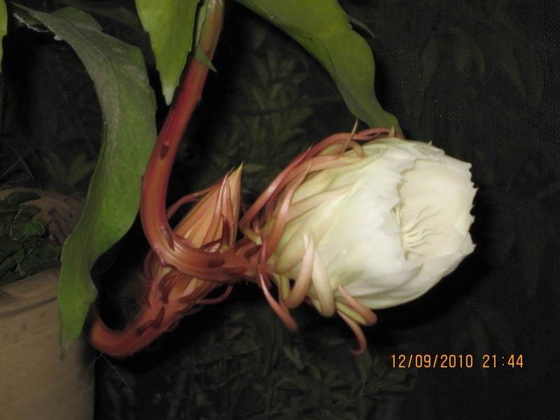 IMG_0001.jpg