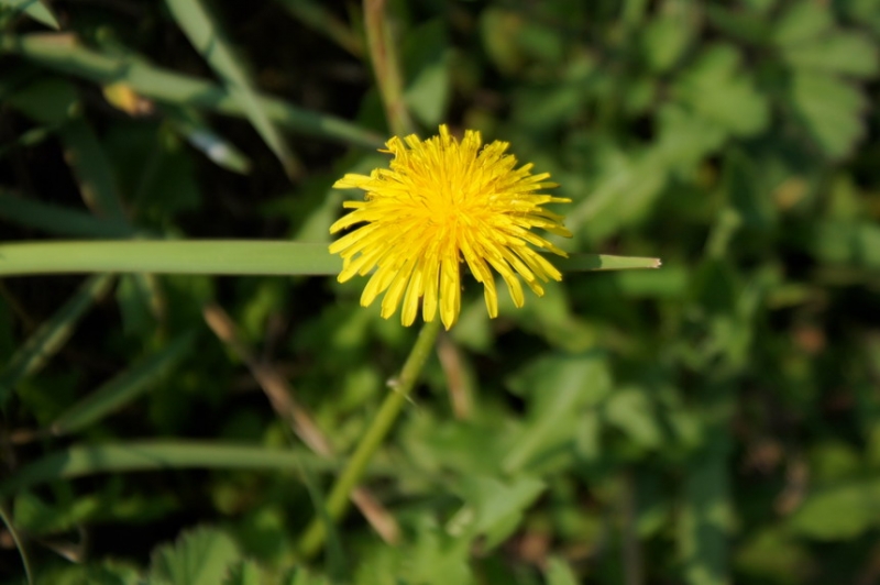 DSC01317.JPG