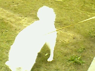 IMG-10081525aa.jpg