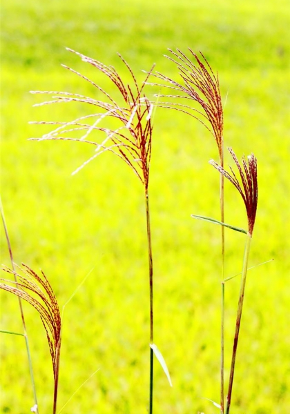 DSCF0457.jpg