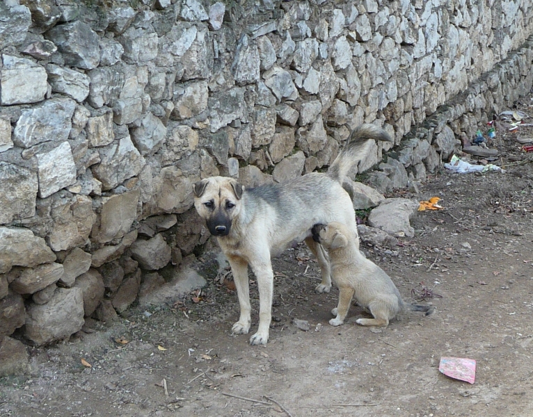 P1050429c.jpg