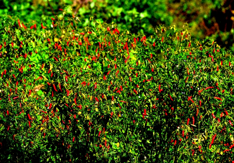 DSC_0089 .jpg