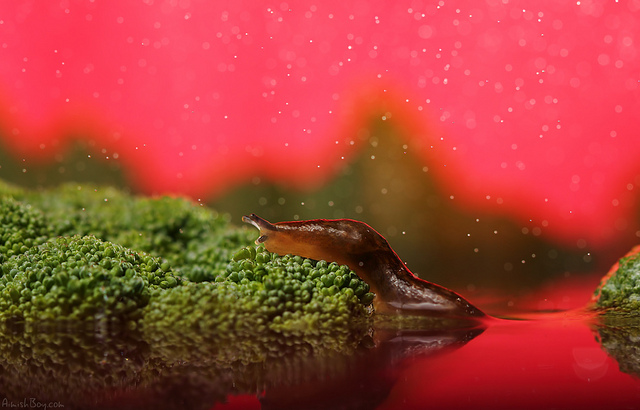 20111227_733a64459e3f5062a800w5DWbJyP5ehg.jpg