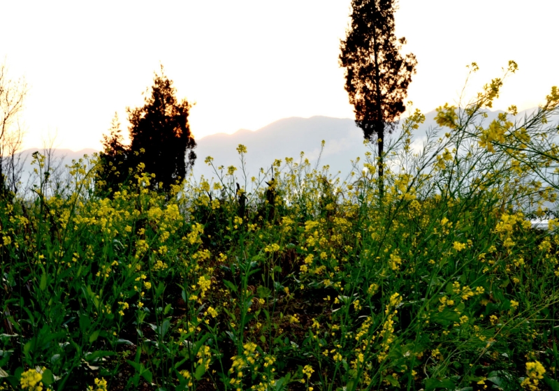 DSC_0029.JPG