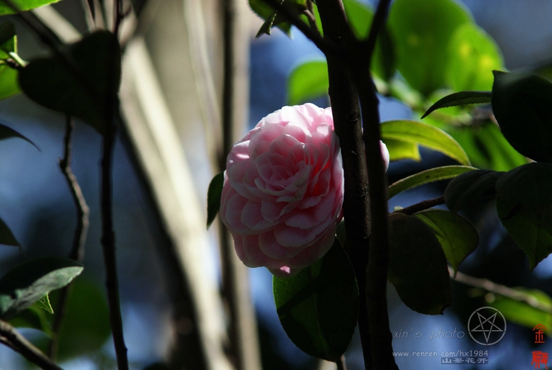 DSC01307.jpg