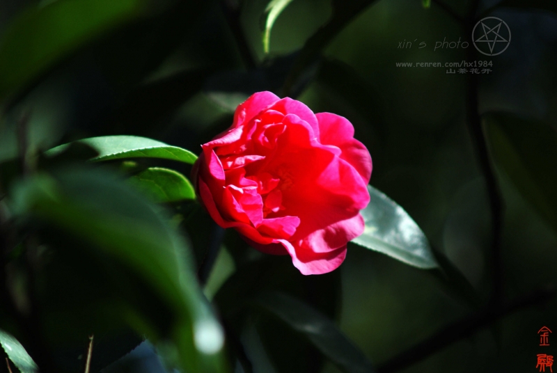 DSC01311.jpg