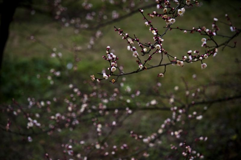 _DSC3864.jpg