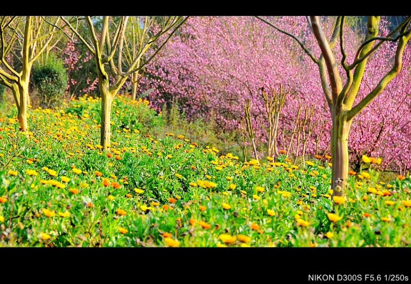 DSC_8681_conew1.jpg