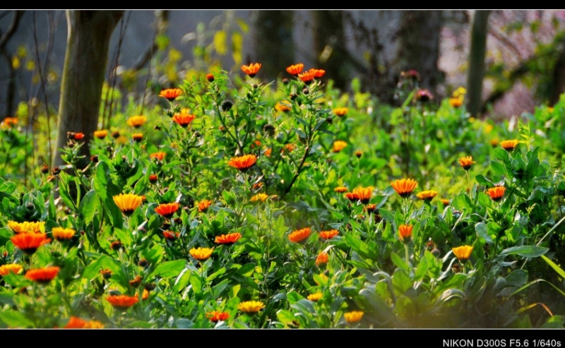 DSC_8686_conew1.jpg