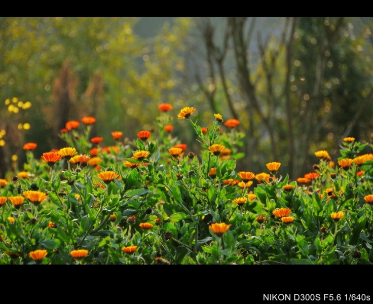 DSC_8687_conew1.jpg
