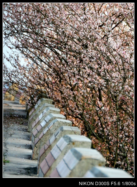DSC_8712_conew1.jpg