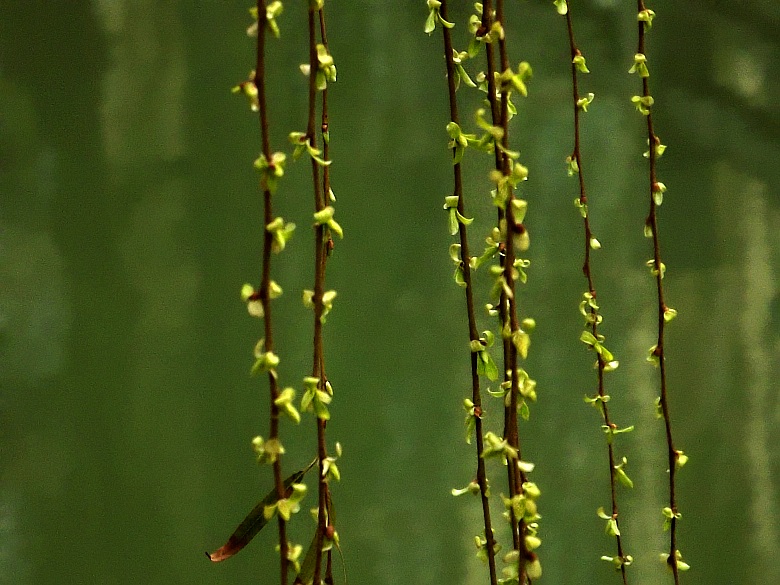 DSCF1350_conew1.jpg