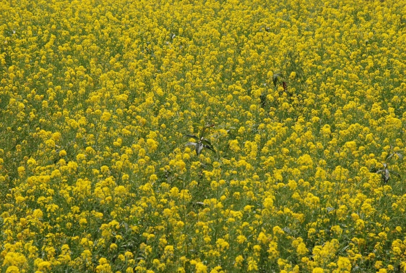 DSC_0028.jpg