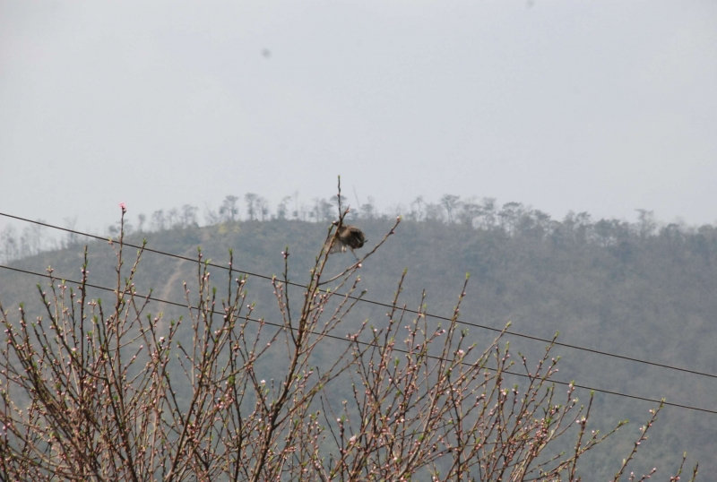 DSC_0033.jpg