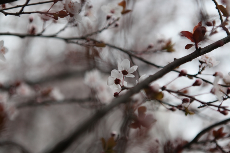 ƽ2012.3.10-11Ƭ 111.jpg