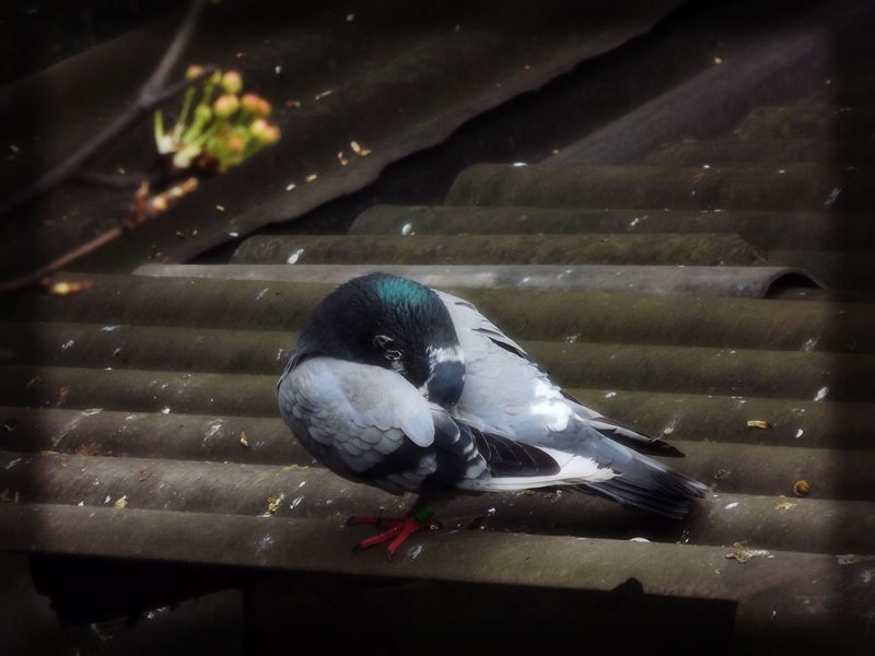 DSCF2831.jpg