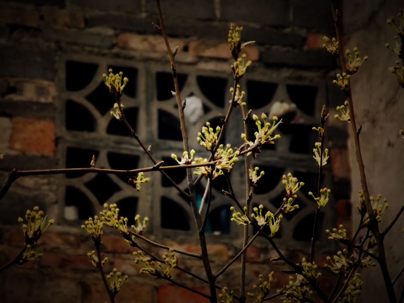 DSCF2835.jpg