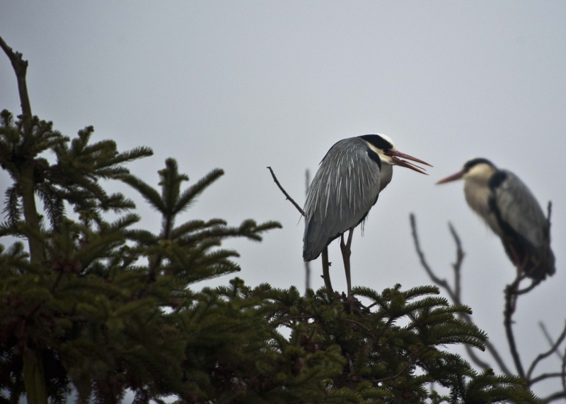 _DSC6555.jpg