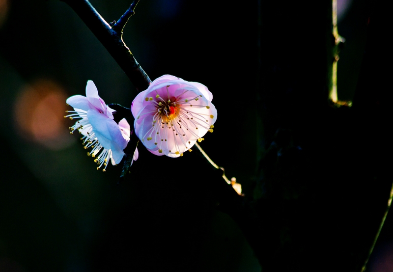 _MG_1743.jpg