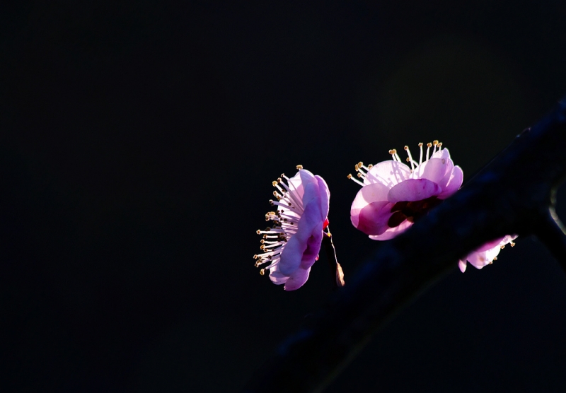 _MG_1742.jpg