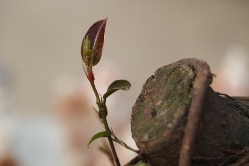 2012.04.05-7 008.jpg