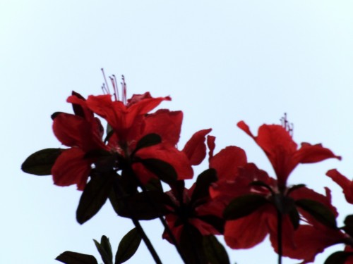 DSCF1676_conew2.jpg