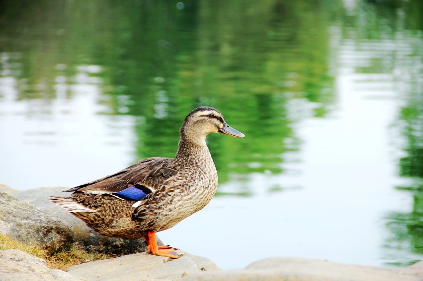 IMG_8084_conew1.jpg