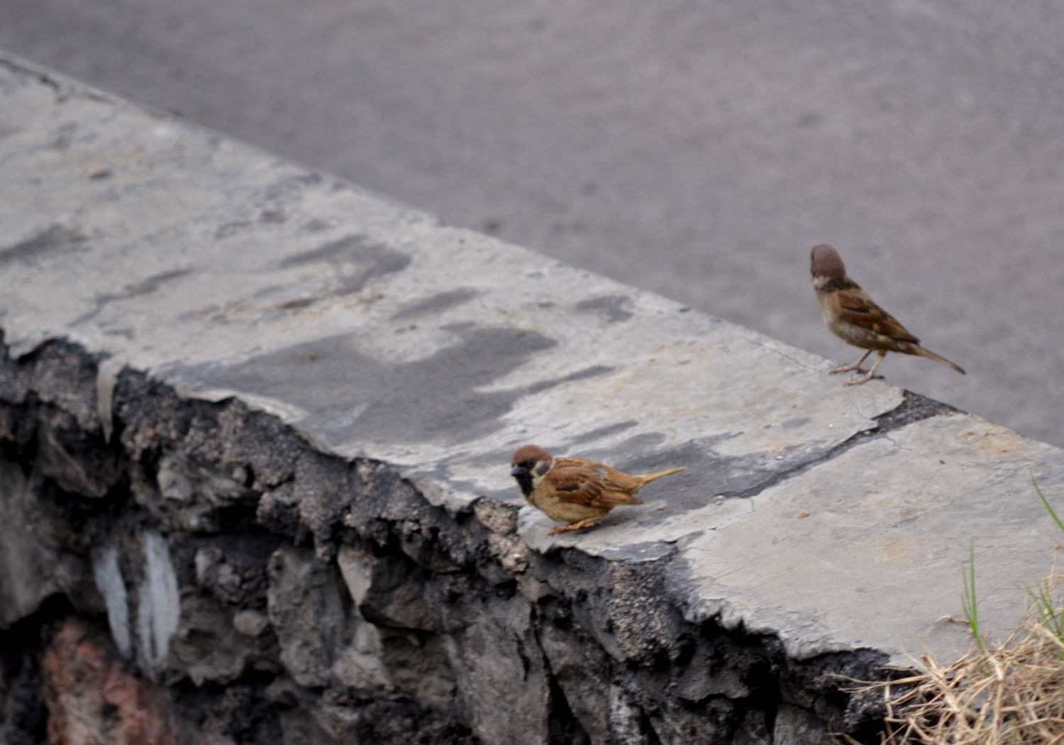 DSC_0769.JPG