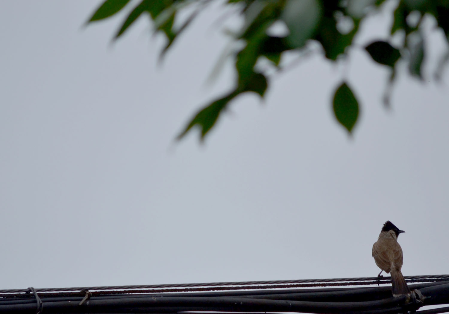 DSC_0775.JPG