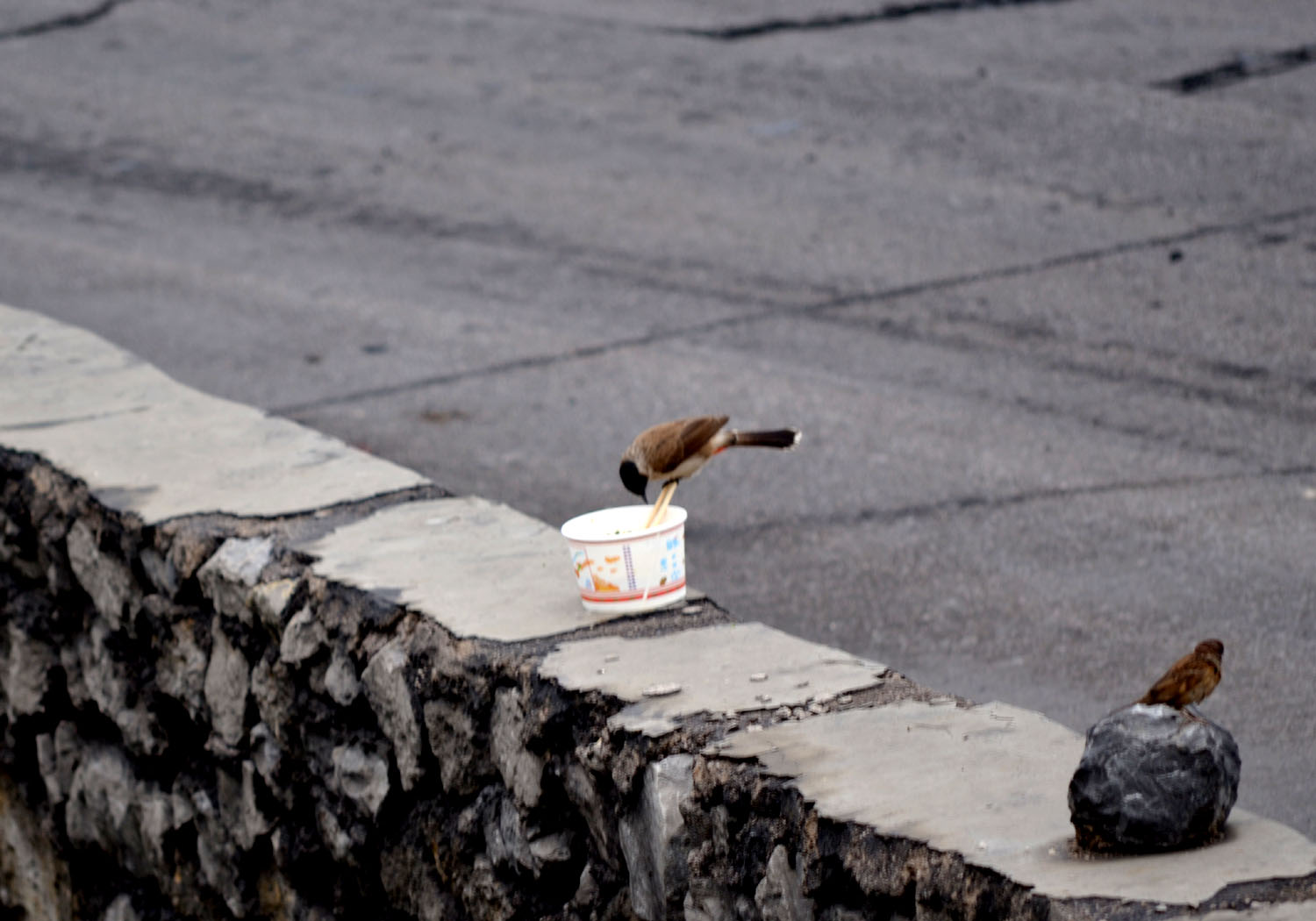 DSC_0780.JPG