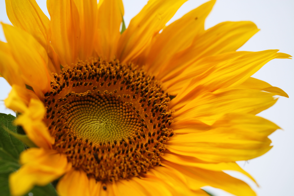 2012-06-09 423.jpg