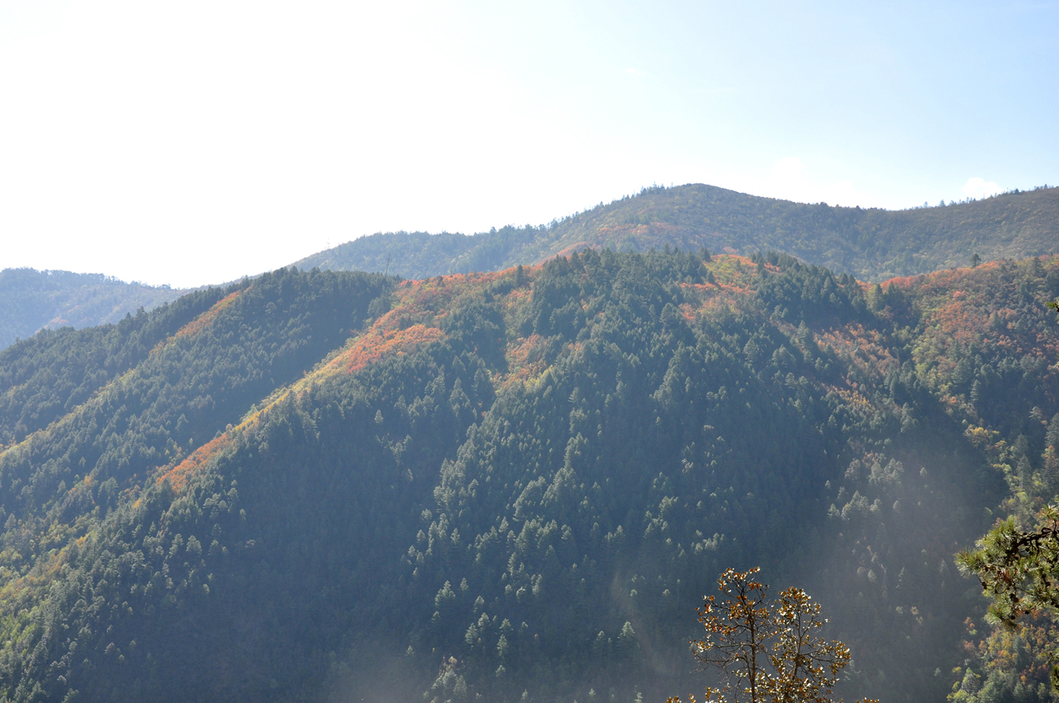 dsc_0493.jpg