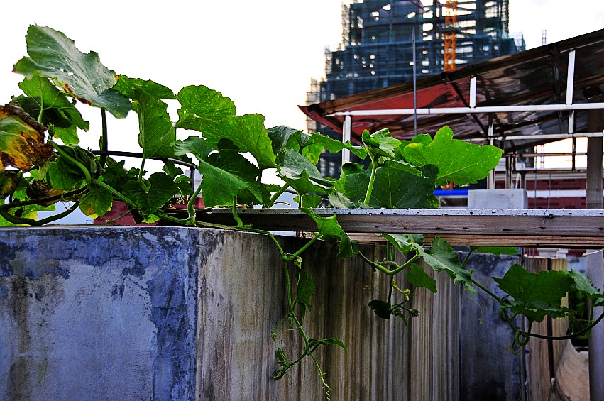 _DSC7456_conew1.jpg
