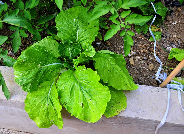 _DSC7464_conew1.jpg