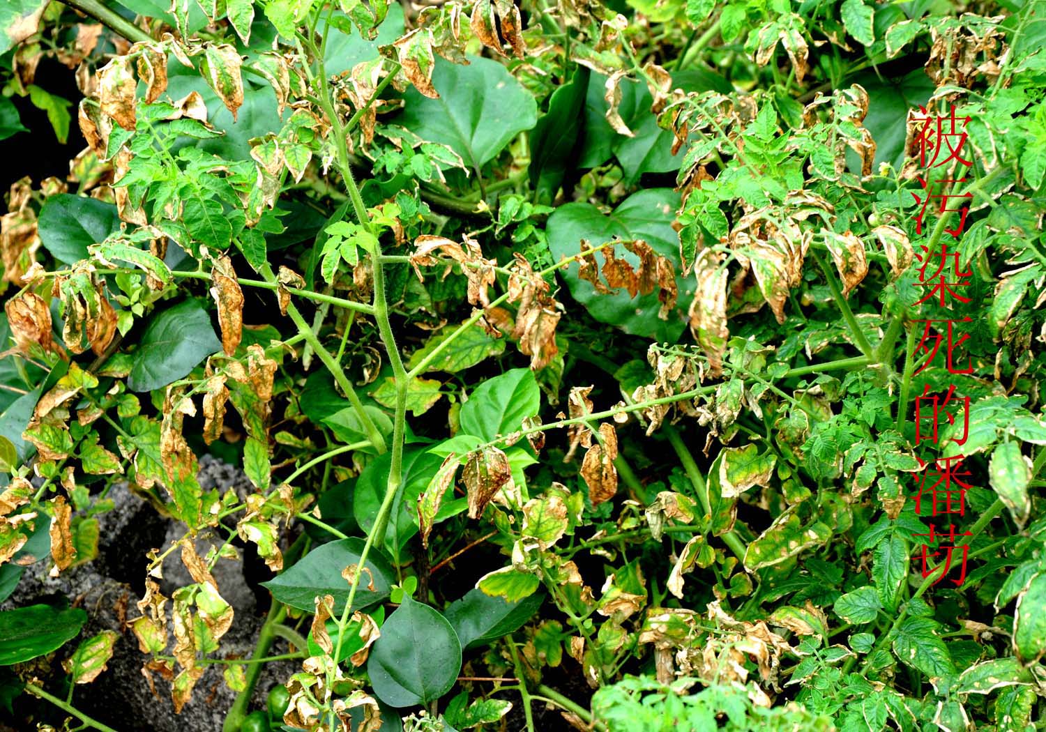 DSC_0042.JPG