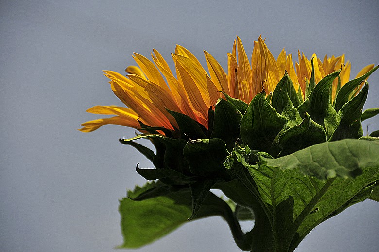 _DSC7593_conew1.jpg