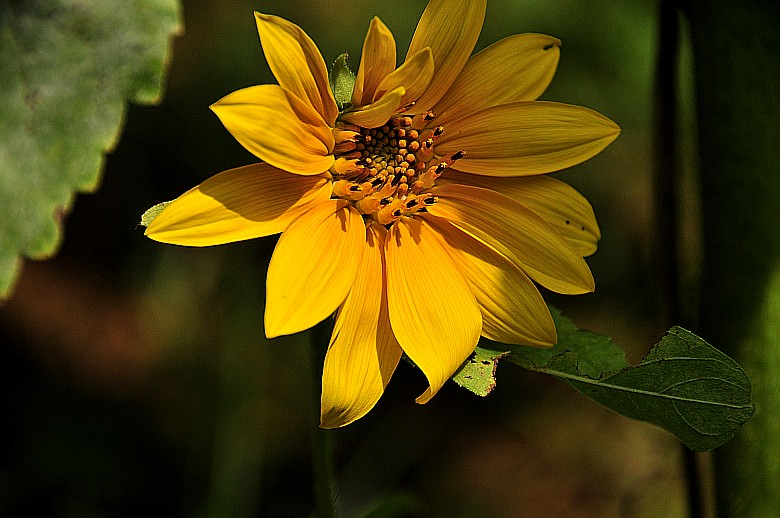 _DSC7643_conew1.jpg