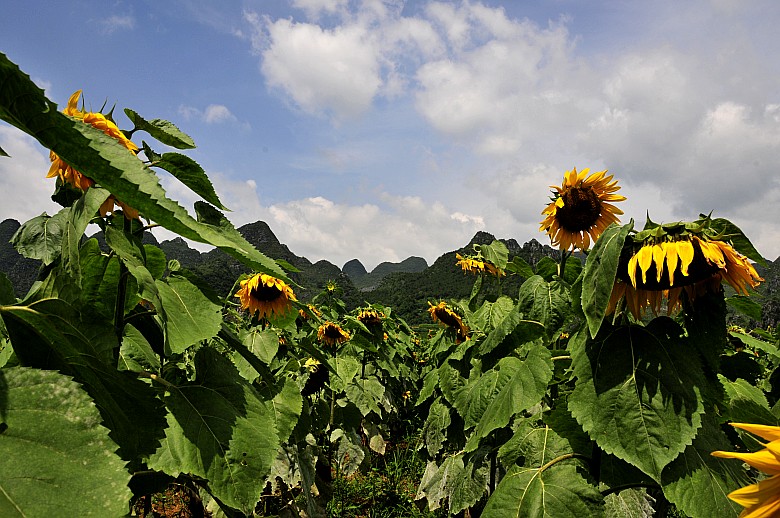 _DSC7774_conew1.jpg