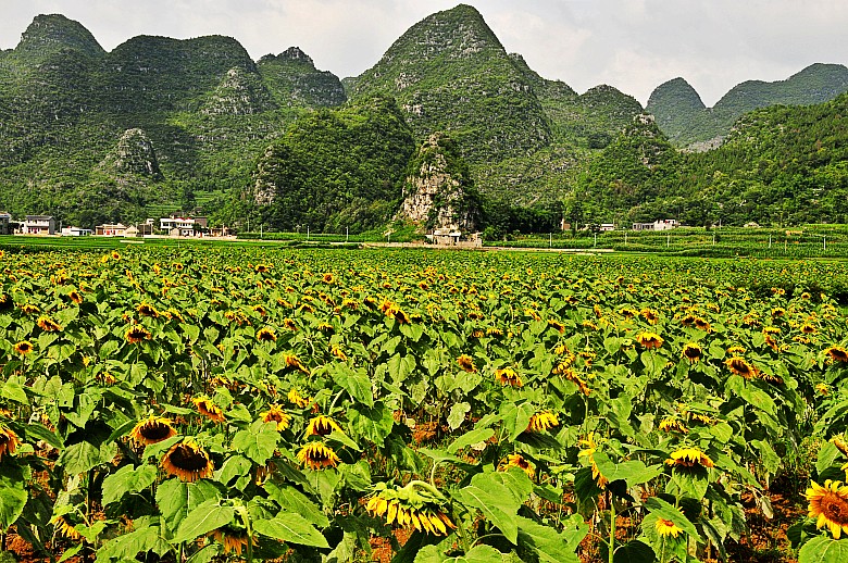 _DSC7575_conew1.jpg